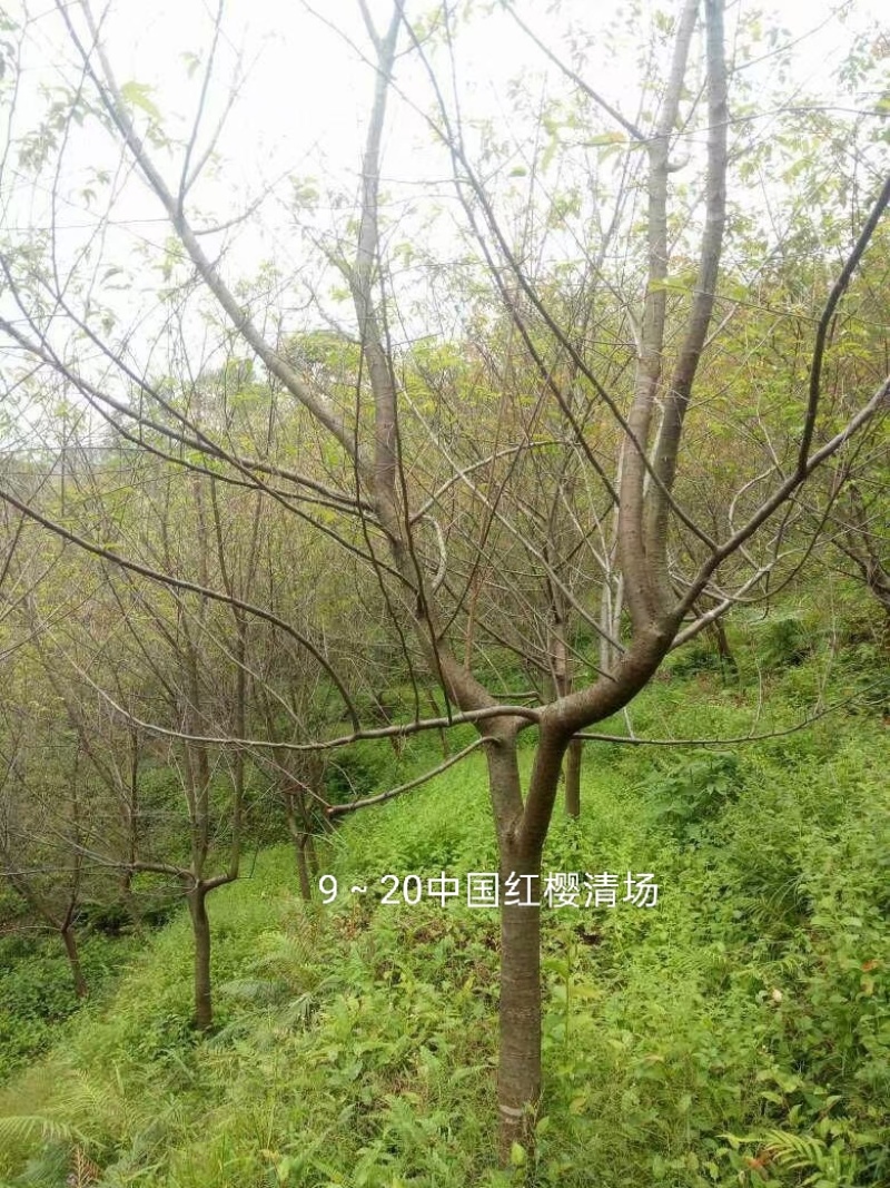 优惠清场7～18分中国红樱花。