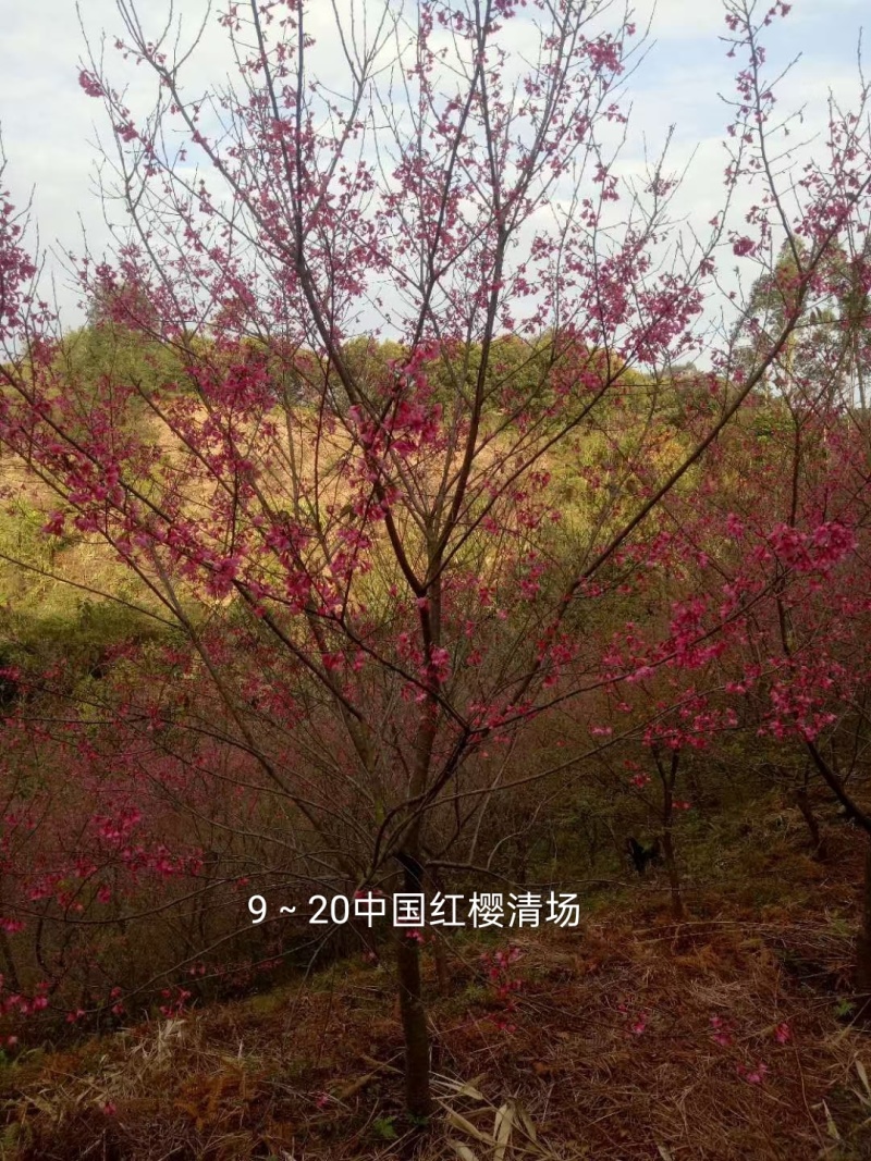 优惠清场7～18分中国红樱花。