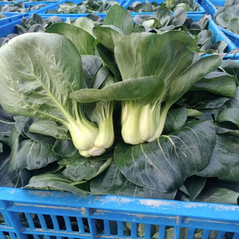 苏尔墨杂交黑亮青梗菜苏州青种子速腰青根菜种子南北方四季播