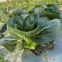 夏尊宝杂交苏州青梗菜种子株型矮大头束腰黑绿肥厚耐热耐湿耐