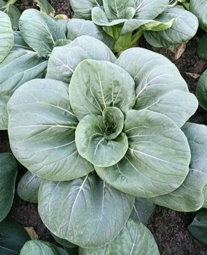 夏尊宝杂交苏州青梗菜种子株型矮大头束腰黑绿肥厚耐热耐湿耐
