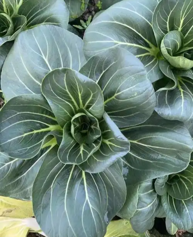夏尊宝杂交苏州青梗菜种子株型矮大头束腰黑绿肥厚耐热耐湿耐