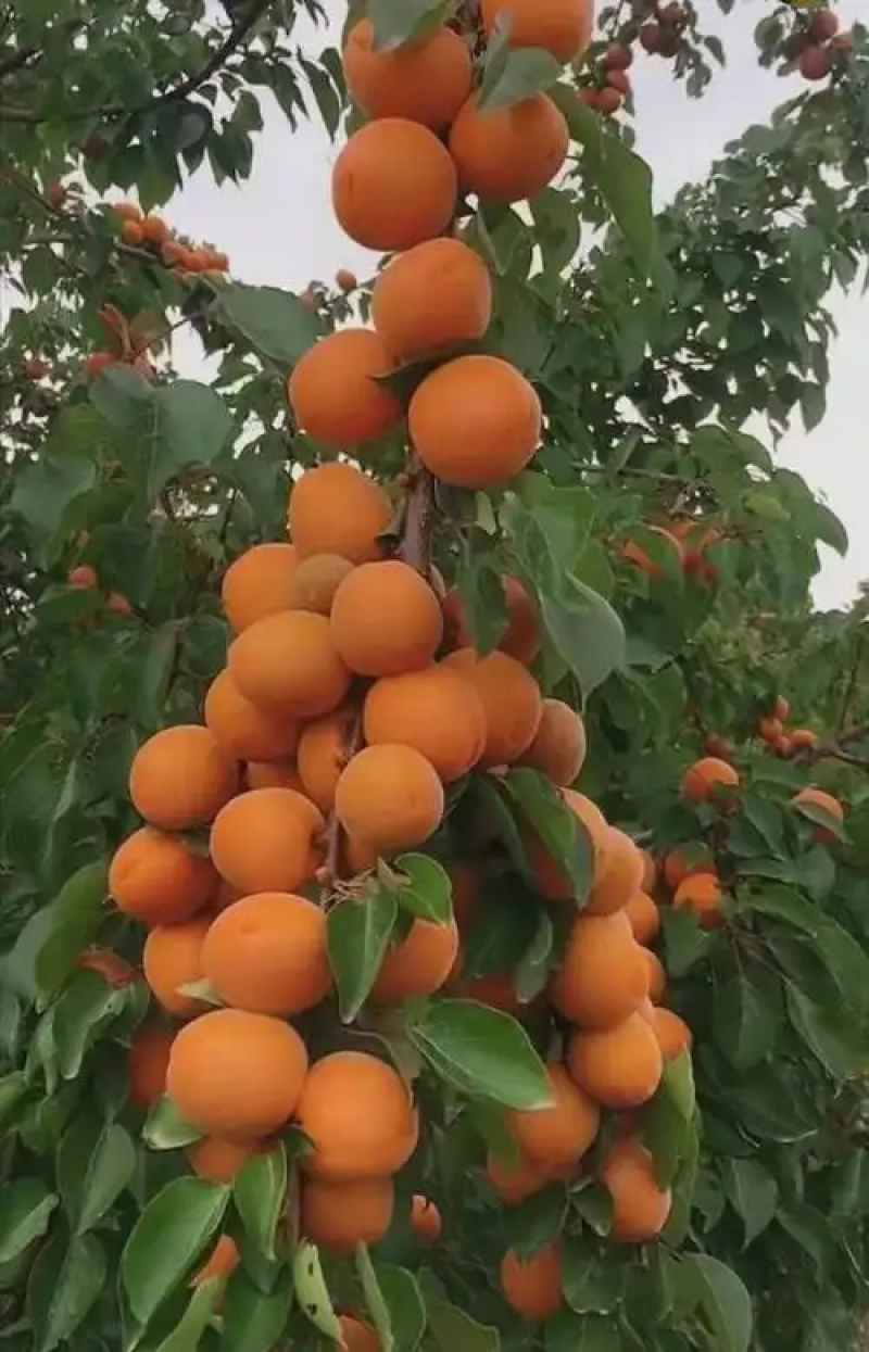 《金太阳杏》基地直供/现摘现发/电商皮蛋/全国发货一条龙