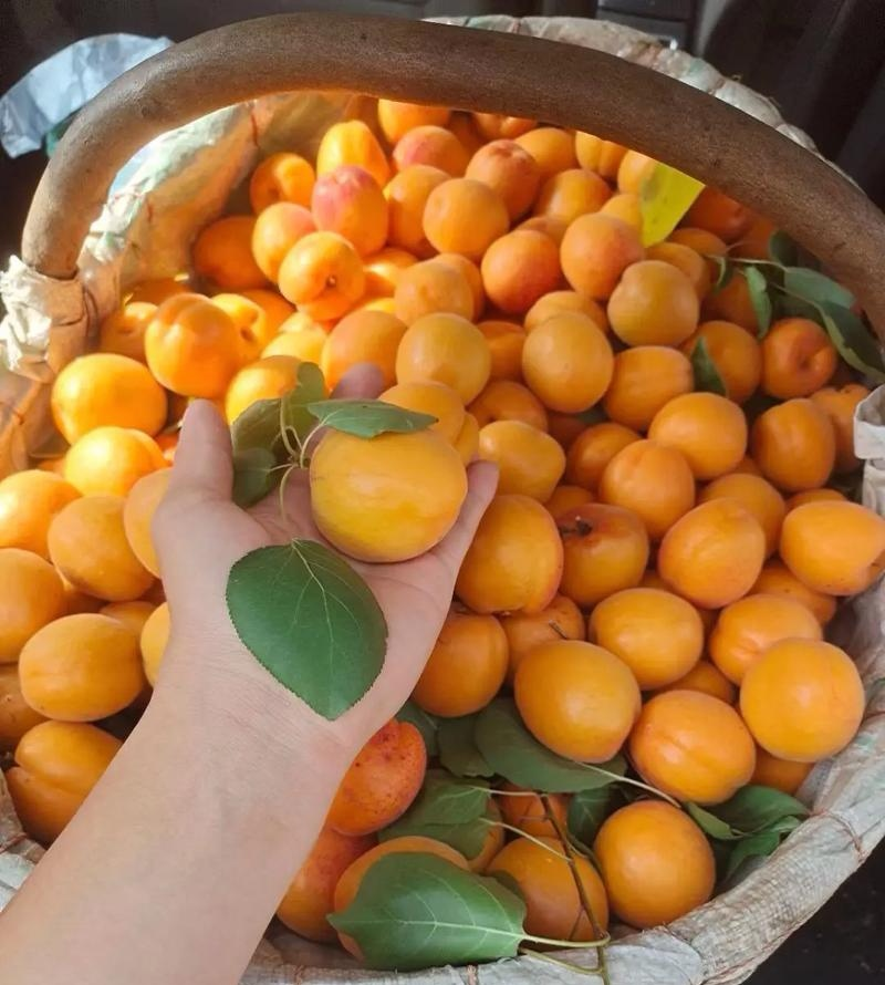 《金太阳杏》基地直供/现摘现发/电商皮蛋/全国发货一条龙