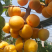 《金太阳杏》基地直供/现摘现发/电商皮蛋/全国发货一条龙