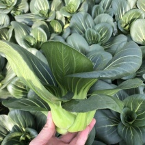 夏尊宝杂交苏州青梗菜种子株型矮大头束腰黑绿肥厚耐热耐湿耐