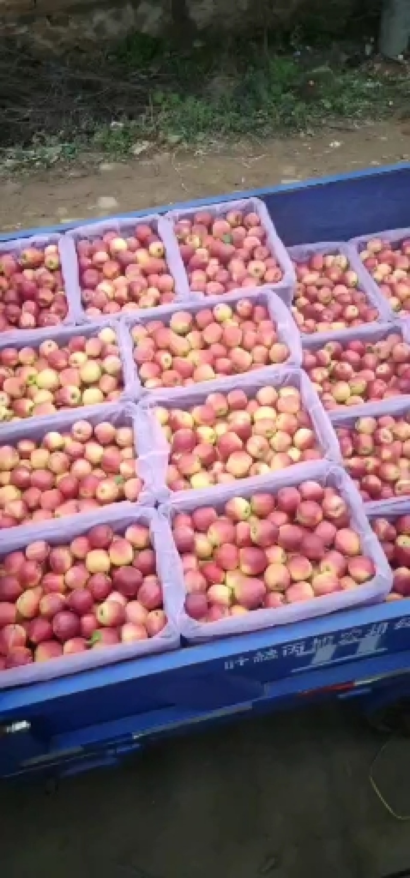 精品鸡心苹果预售8月份上市欢迎合作代办一条龙服务有厂地。