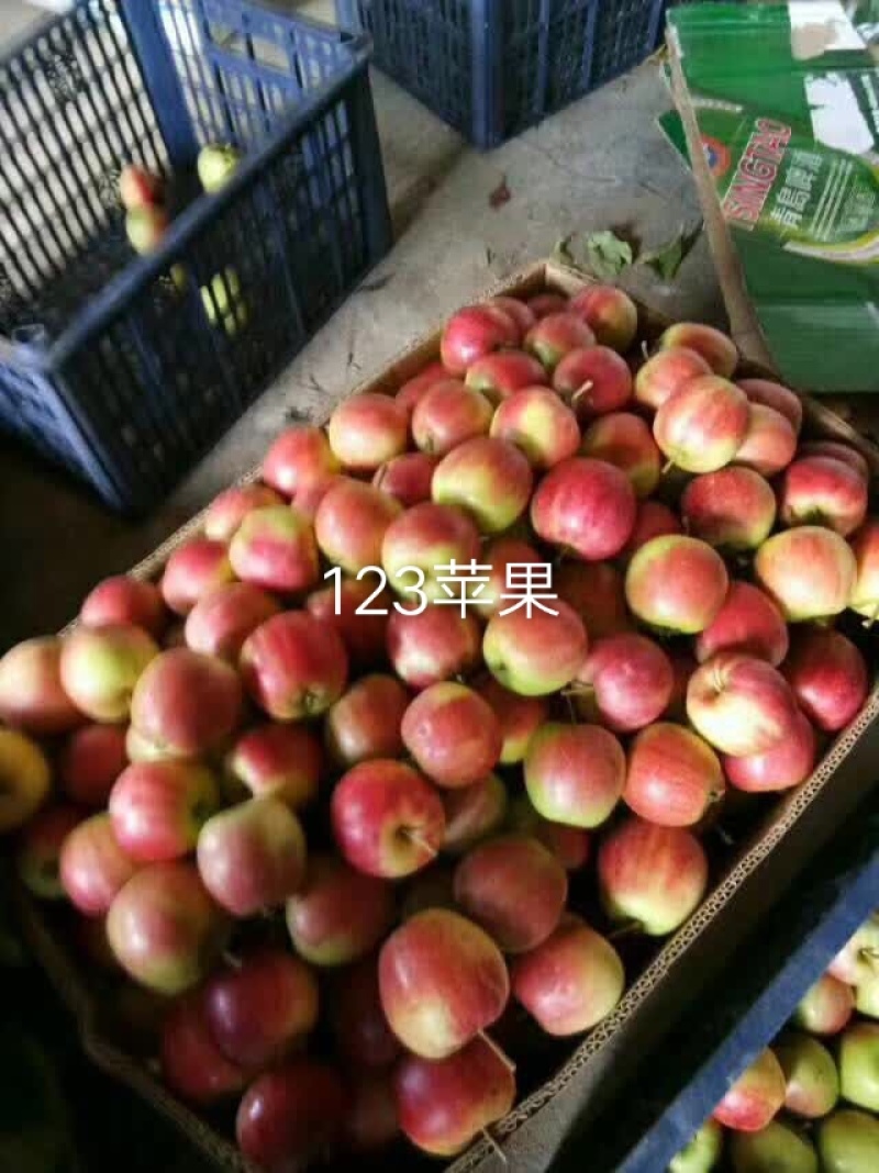 精品鸡心苹果预售8月份上市欢迎合作代办一条龙服务有厂地。