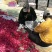精品鸡心苹果预售8月份上市欢迎合作代办一条龙服务有厂地。