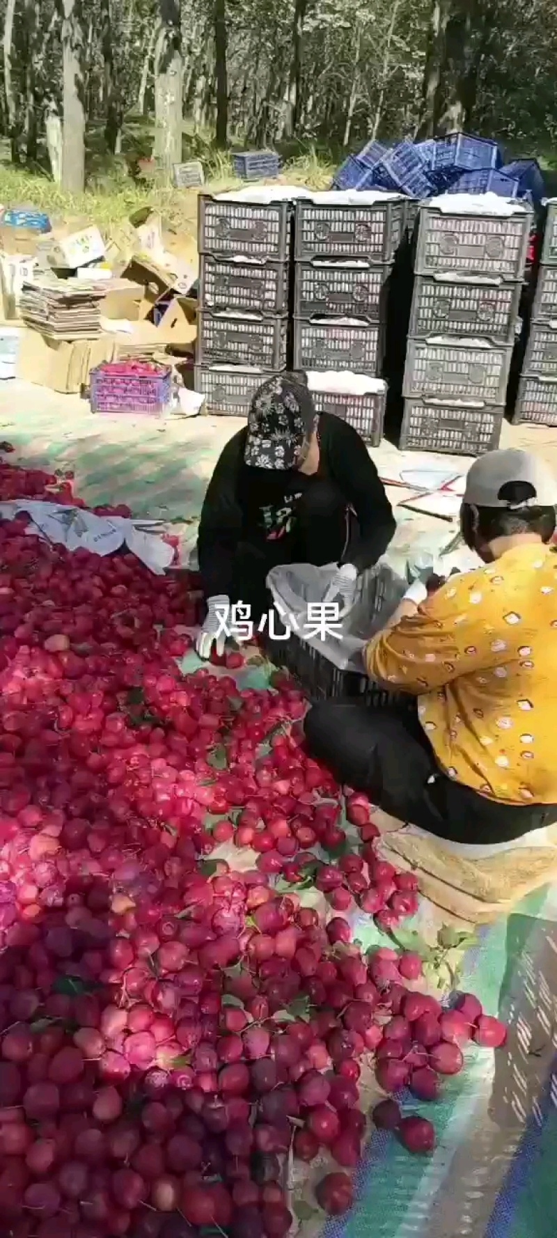 精品鸡心苹果预售8月份上市欢迎合作代办一条龙服务有厂地。