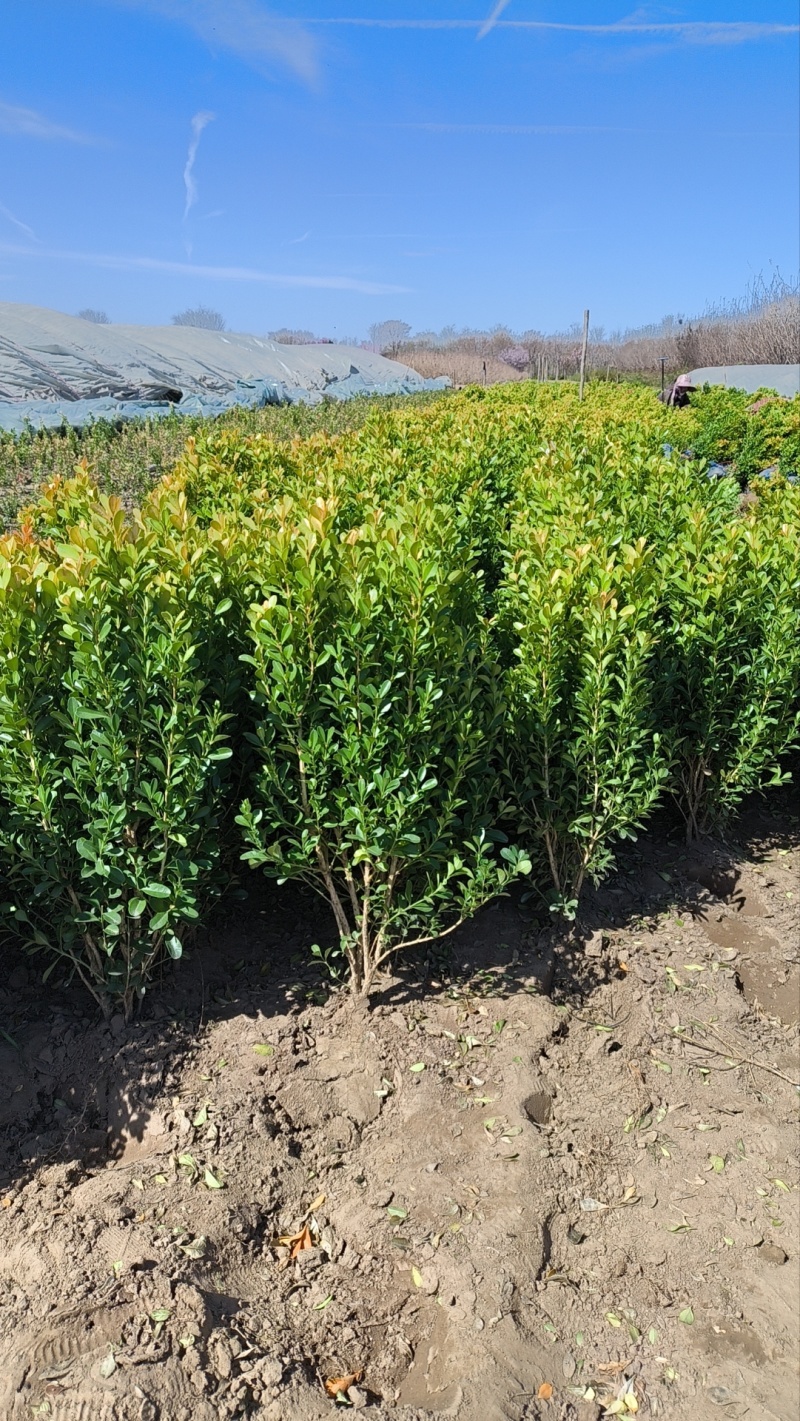 小叶黄杨30-50公分，冠幅15公分以上