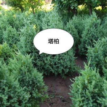 塔柏40-3米，冠幅20公分--1米以上，烧汤不裸腿，