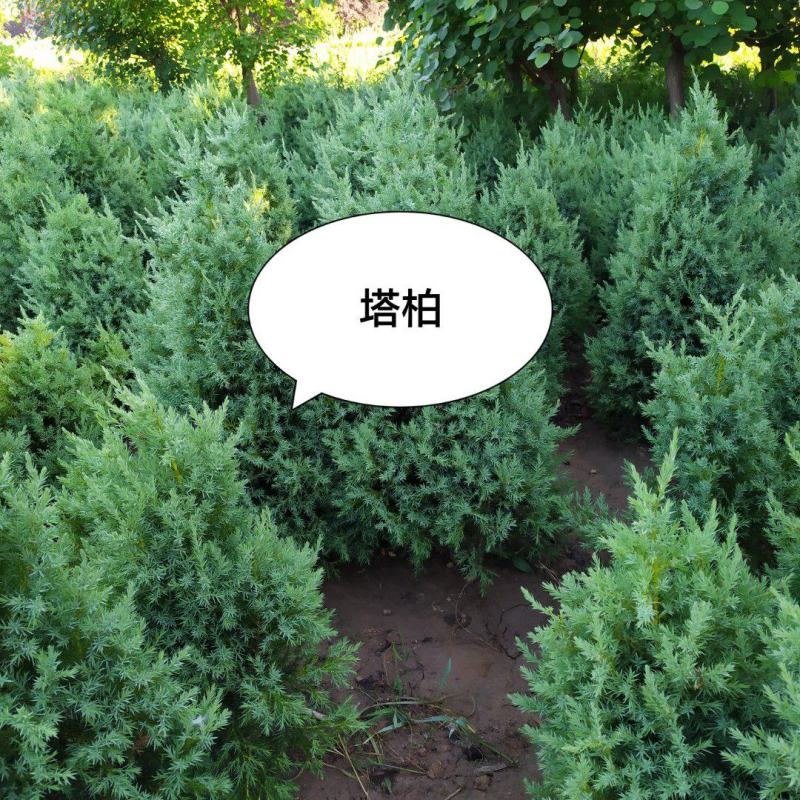 塔柏40-3米，冠幅20公分--1米以上，烧汤不裸腿，