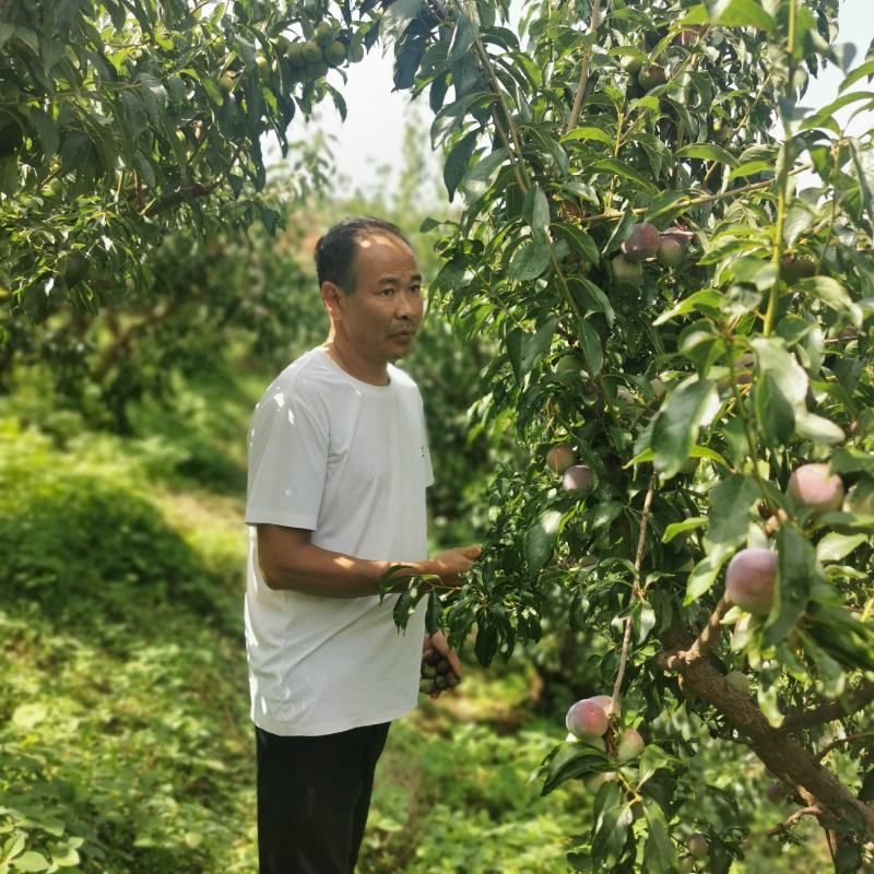 大凉山李子，代收代发，量大从优，月底上市了