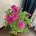 洛阳牡丹花苗