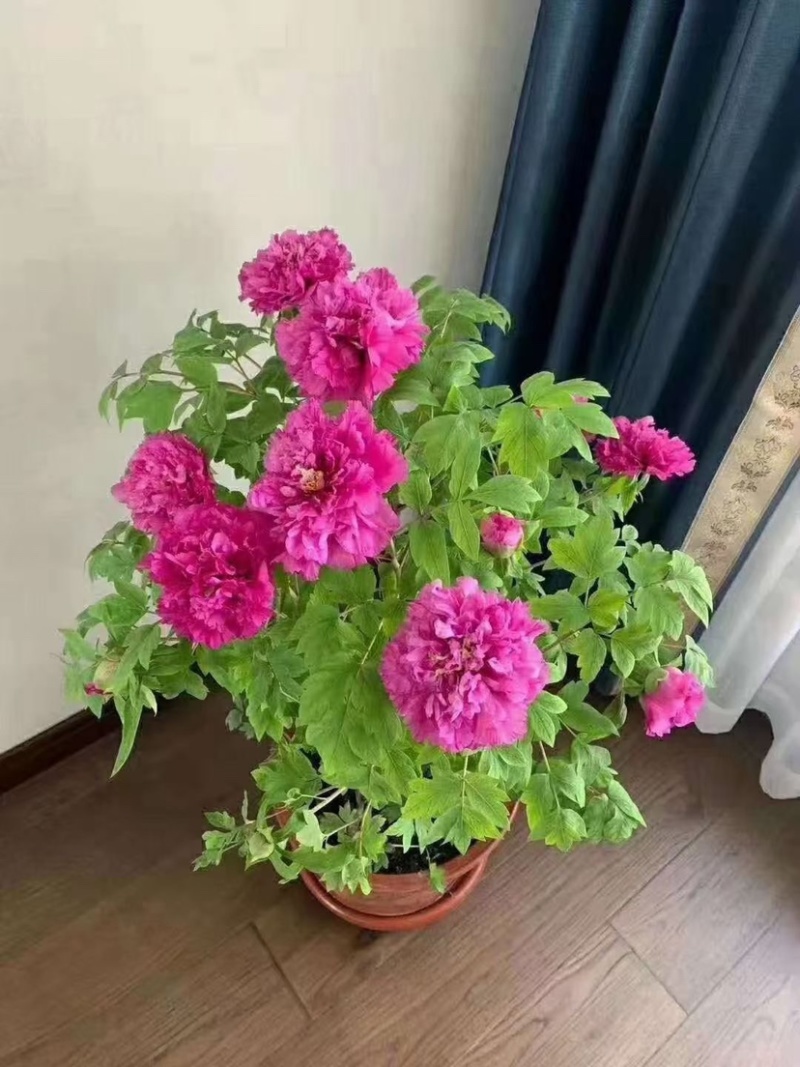 洛阳牡丹花苗