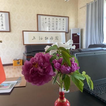 洛阳牡丹花苗