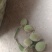 小青桃果脯一手货源充足