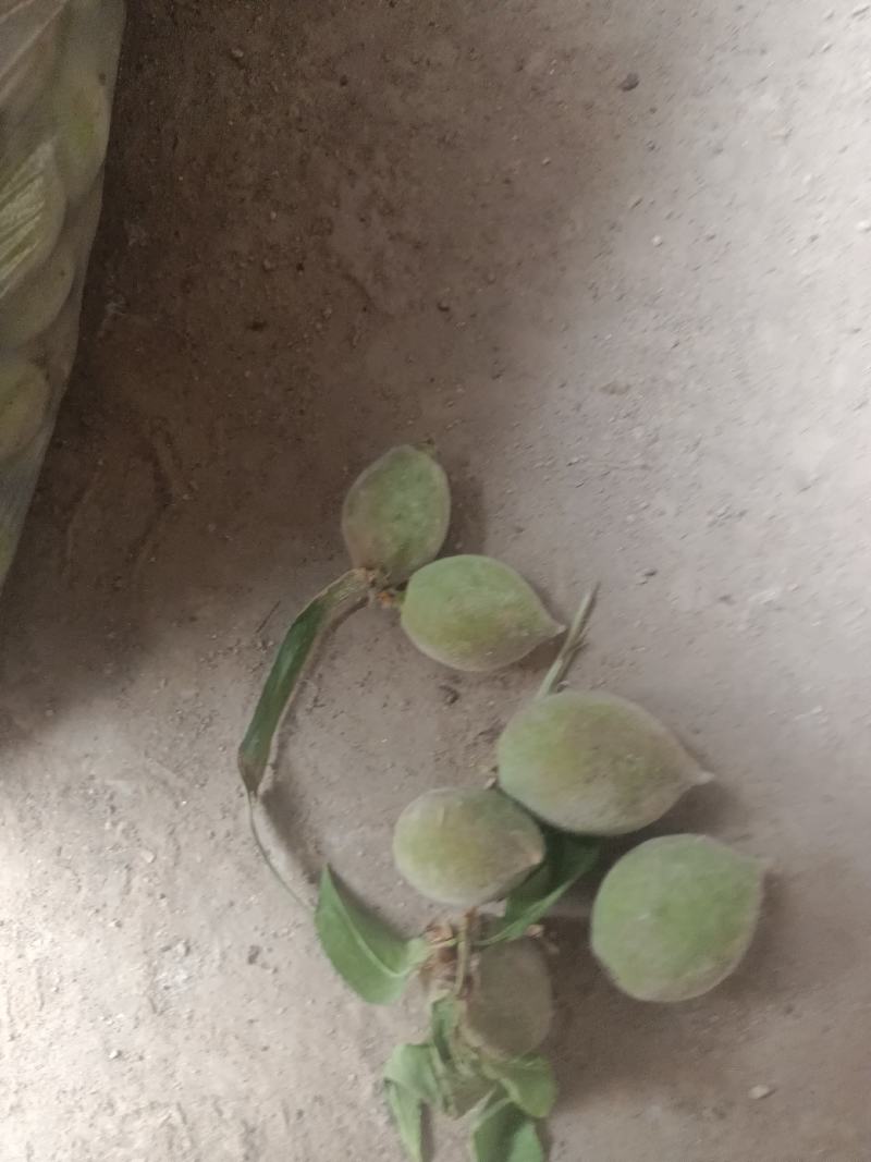 小青桃果脯一手货源充足