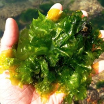石莼，海白菜，海菠菜（山东荣成）