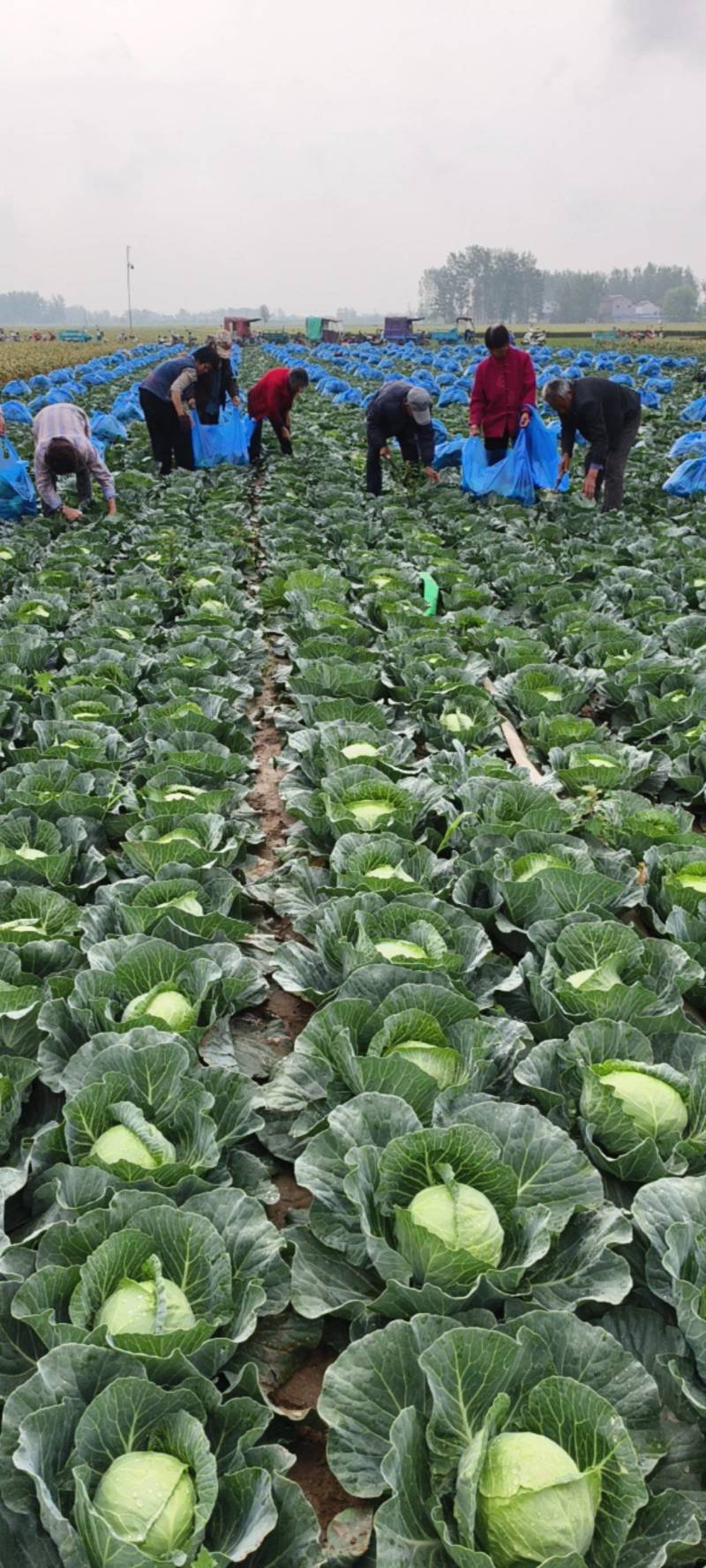 南通精品甘蓝大量现货供应商基地直供品质优可对接市场商超