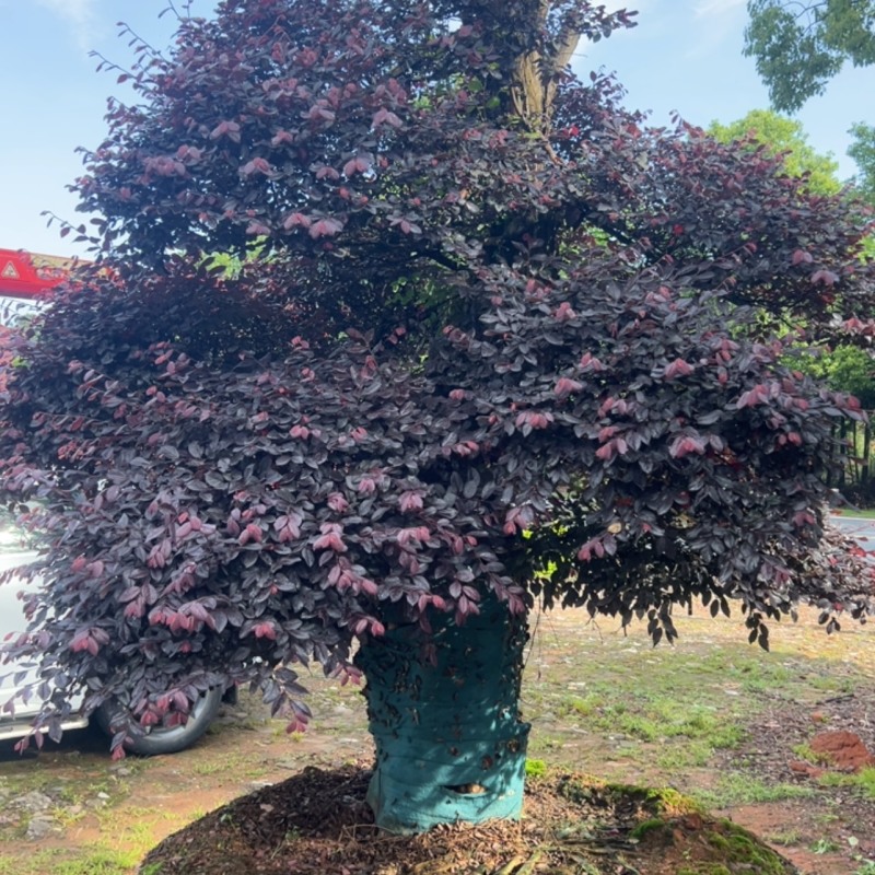红继木：奉新县邹家苗圃基地大量供应红花继木造型树
