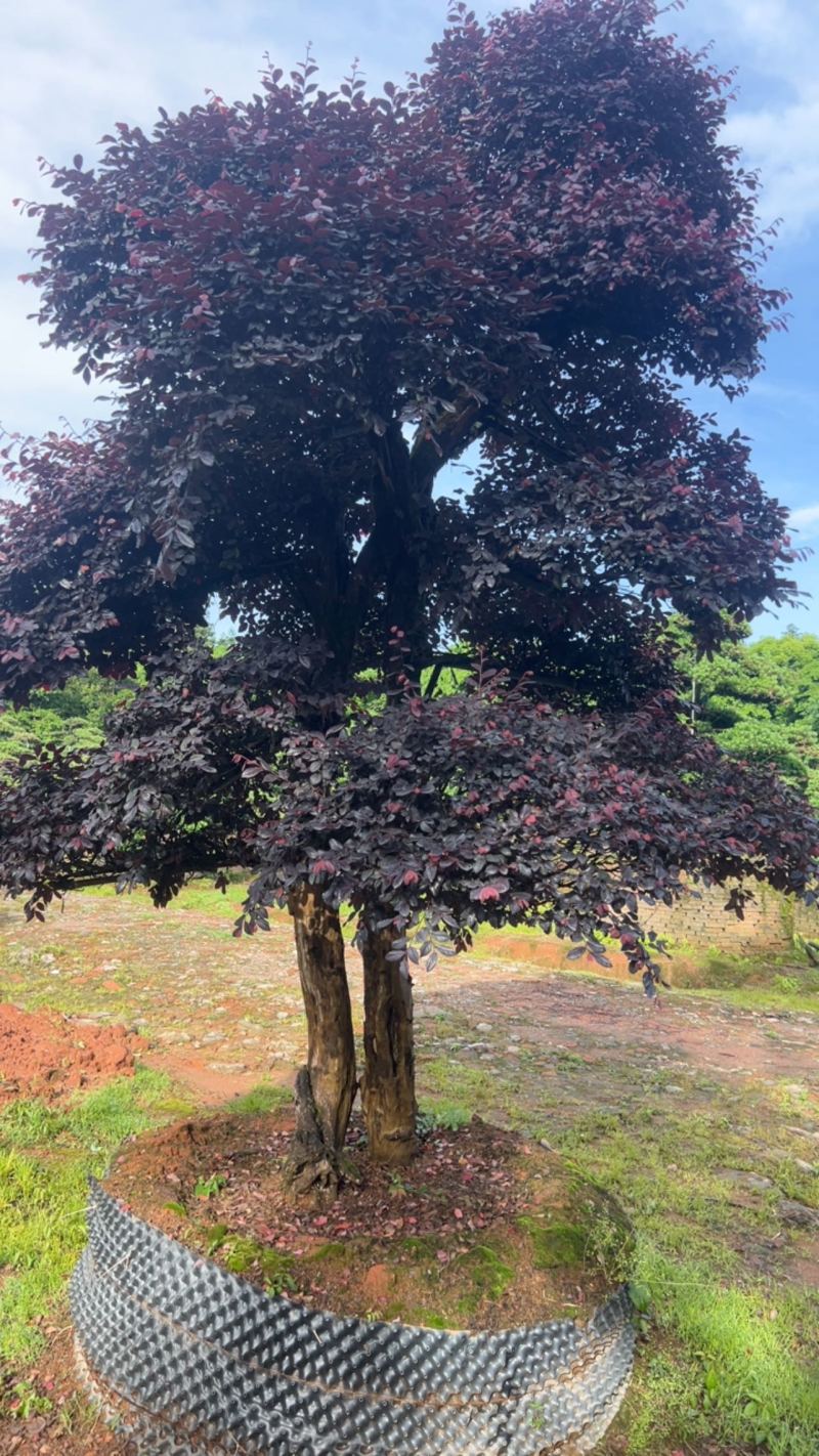 红继木：奉新县邹家苗圃基地大量供应红花继木造型树