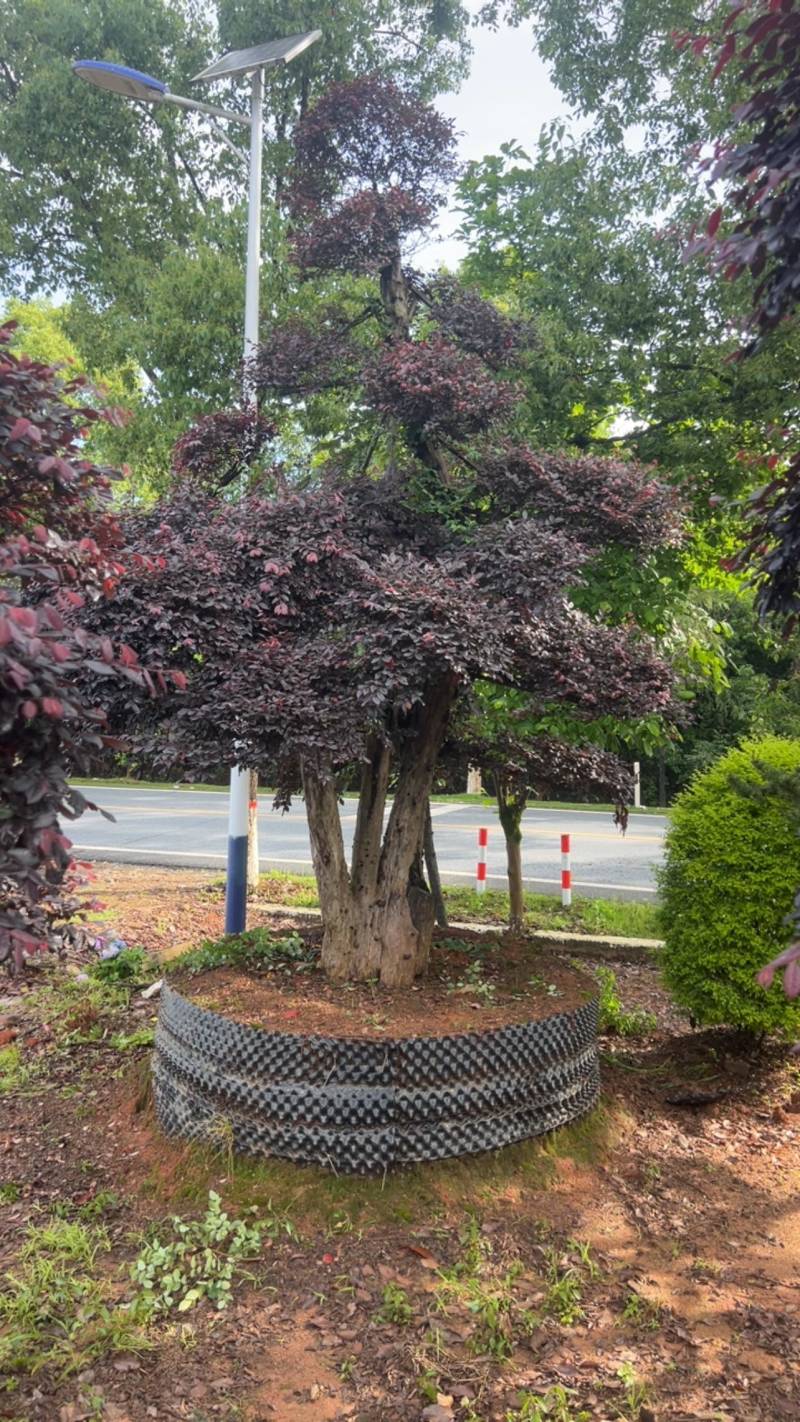 红继木：奉新县邹家苗圃基地大量供应红花继木造型树