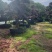 红继木：奉新县邹家苗圃基地大量供应红花继木造型树