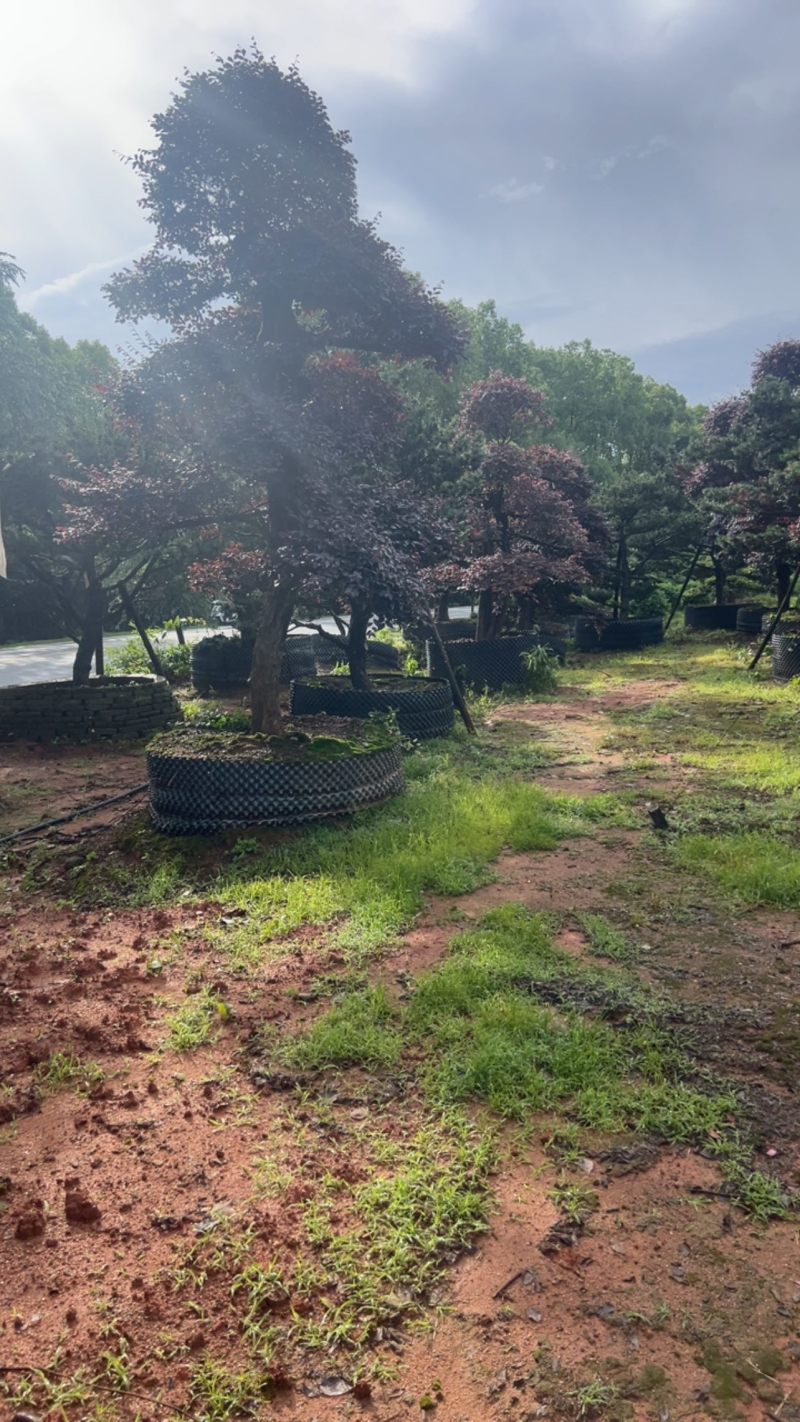 红继木：奉新县邹家苗圃基地大量供应红花继木造型树