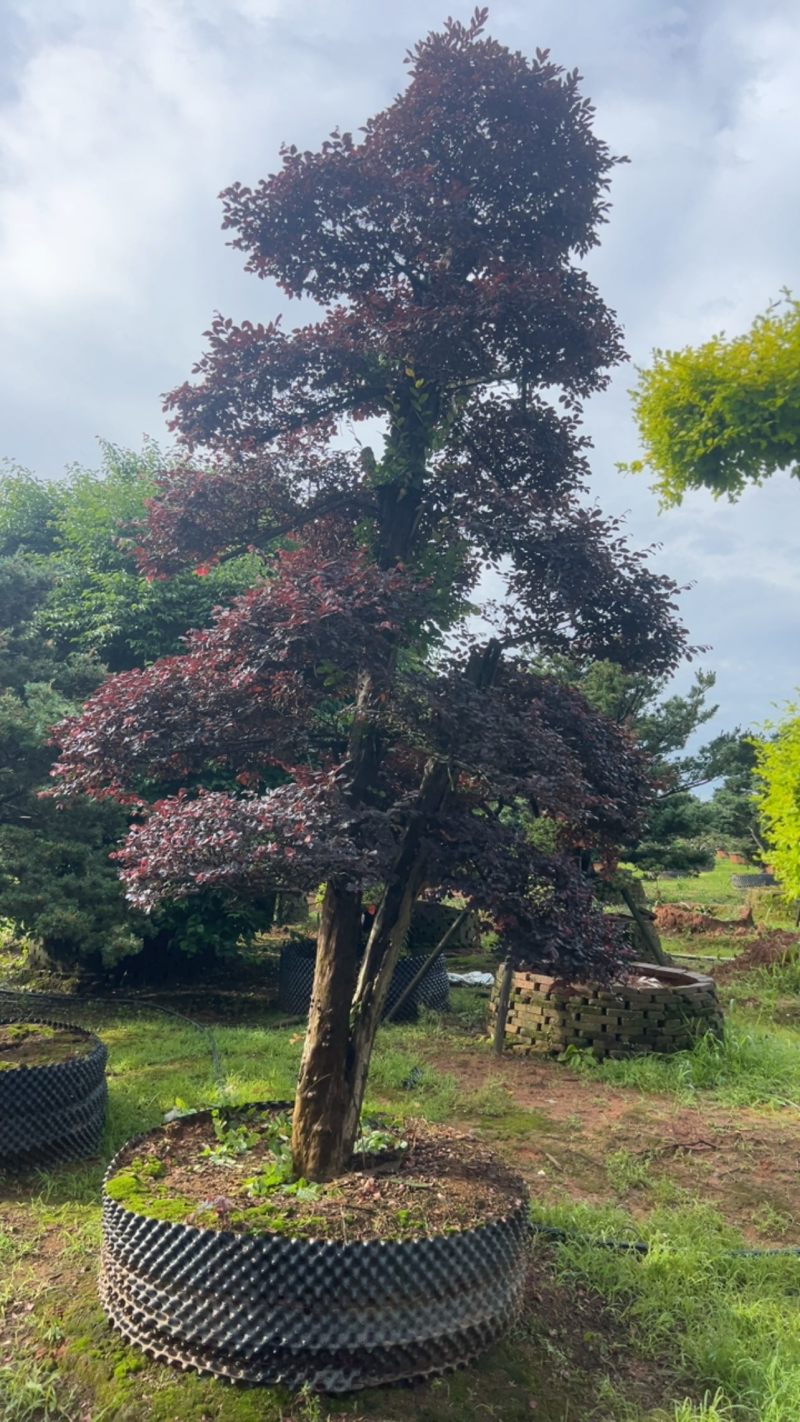 红继木：奉新县邹家苗圃基地大量供应红花继木造型树