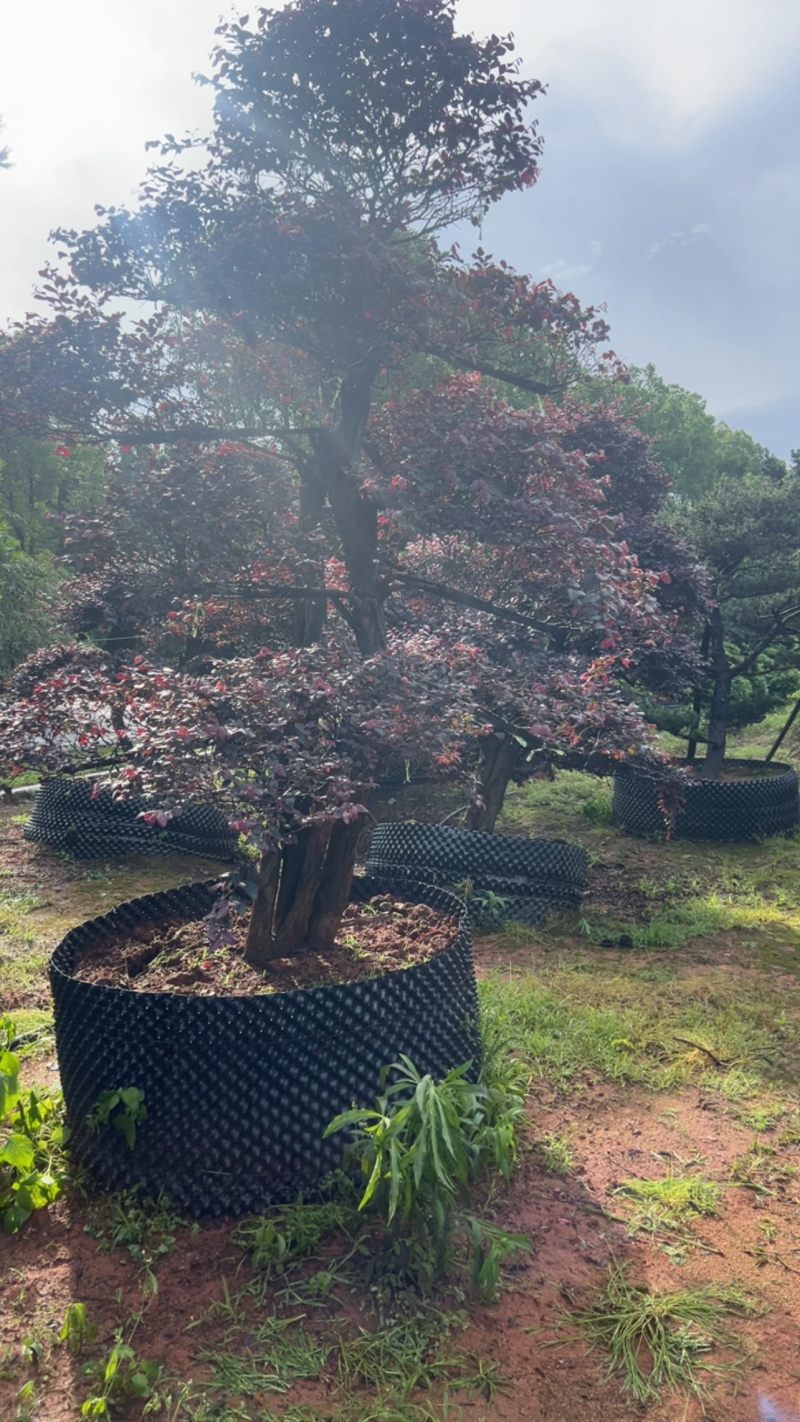 红继木：奉新县邹家苗圃基地大量供应红花继木造型树