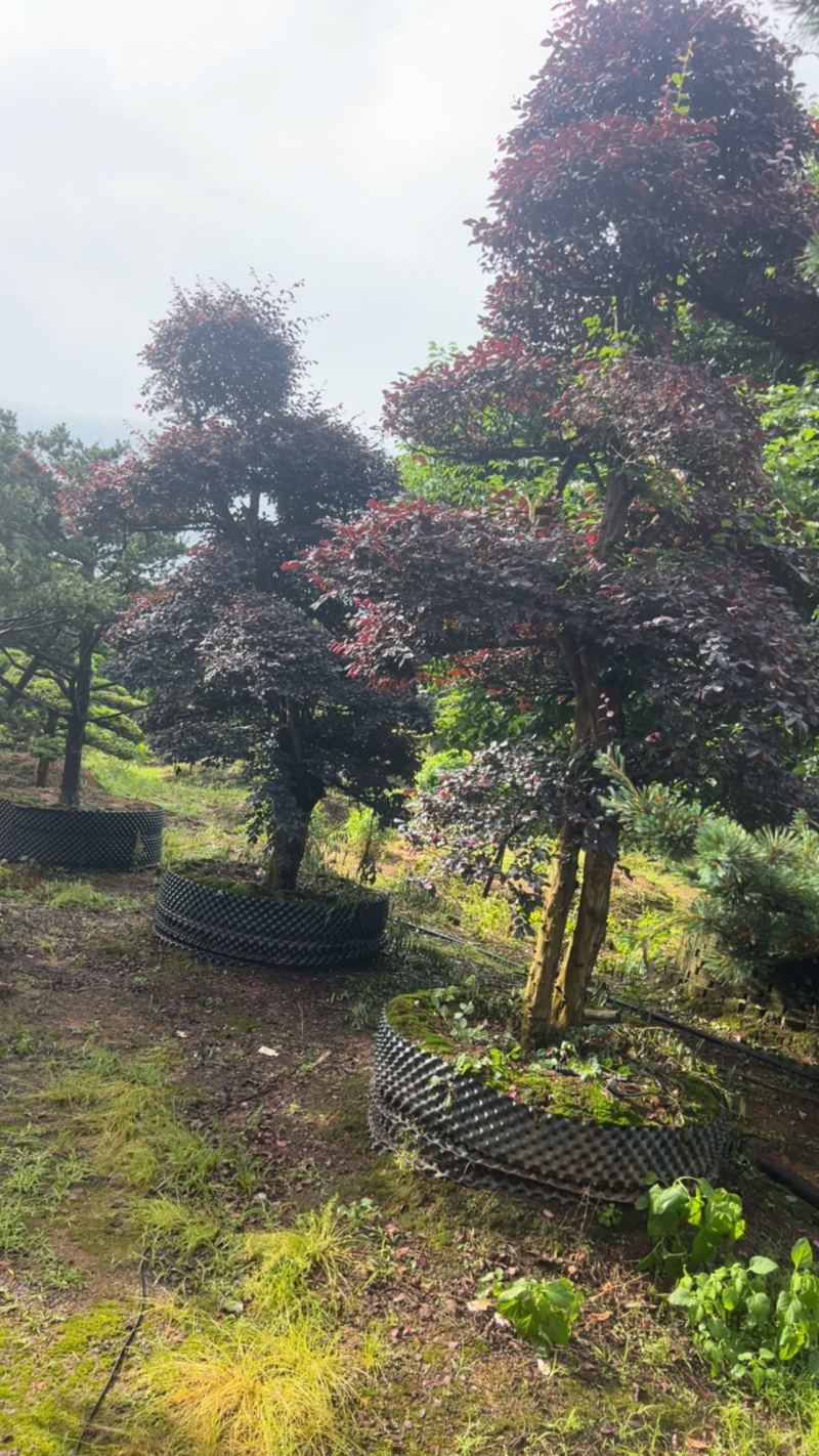 红继木：奉新县邹家苗圃基地大量供应红花继木造型树