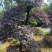 红继木：奉新县邹家苗圃基地大量供应红花继木造型树