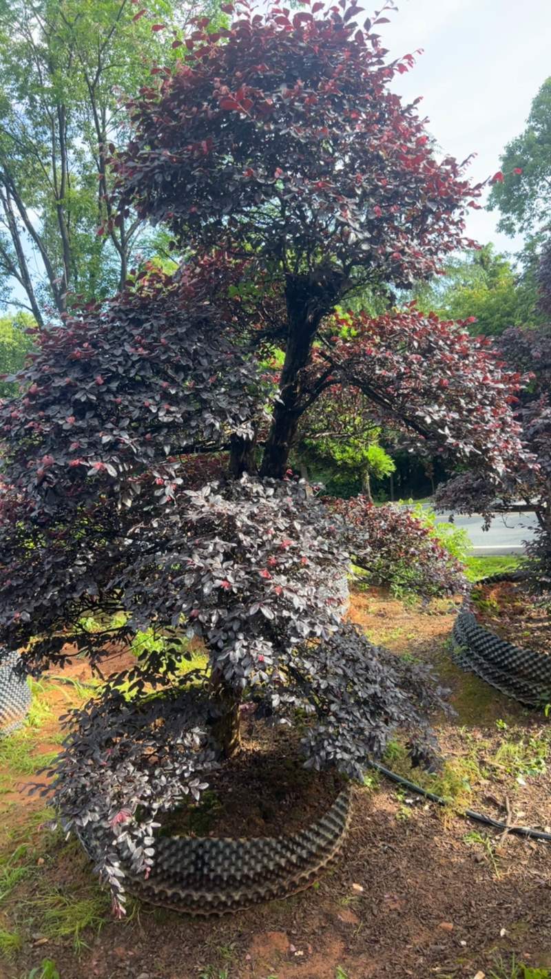 红继木：奉新县邹家苗圃基地大量供应红花继木造型树