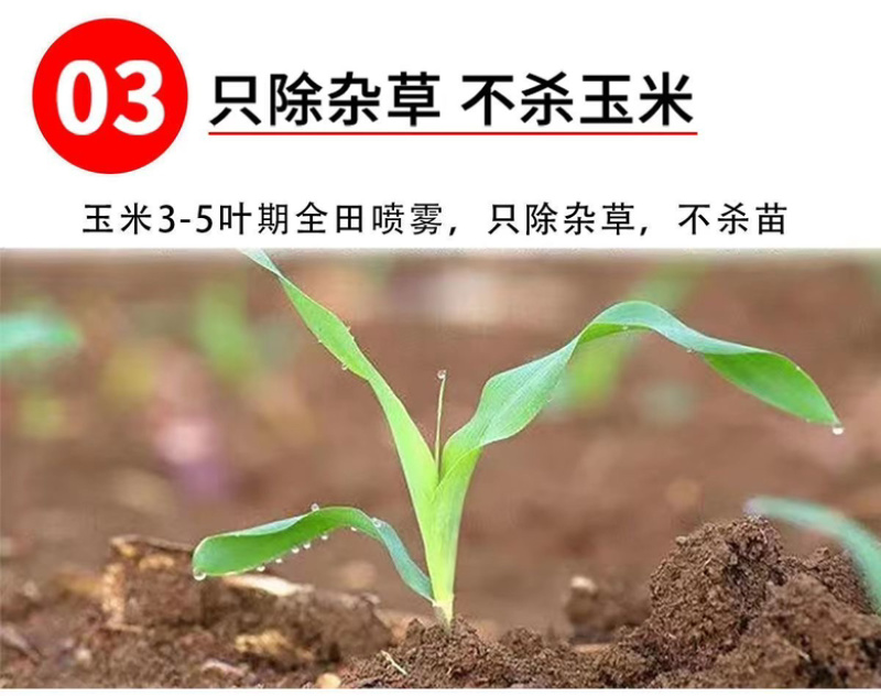 硝烟莠去津玉米田年后专用除草剂除草➕封草