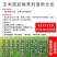 硝烟莠去津玉米田年后专用除草剂除草➕封草