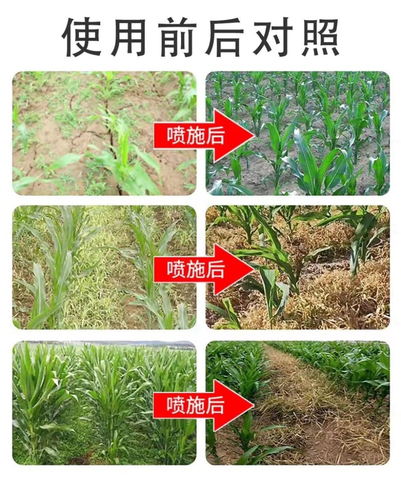 硝烟莠去津玉米田年后专用除草剂除草➕封草