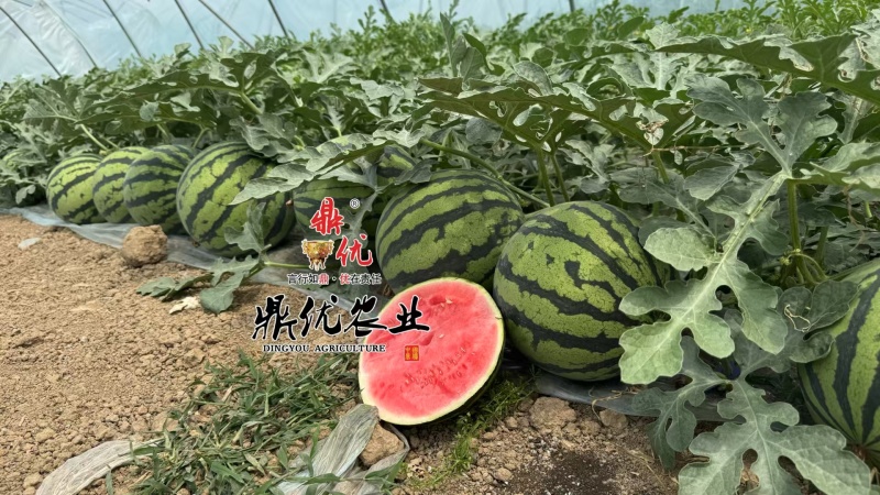 西瓜麒麟西瓜基地直发农户出货500亩大量有货