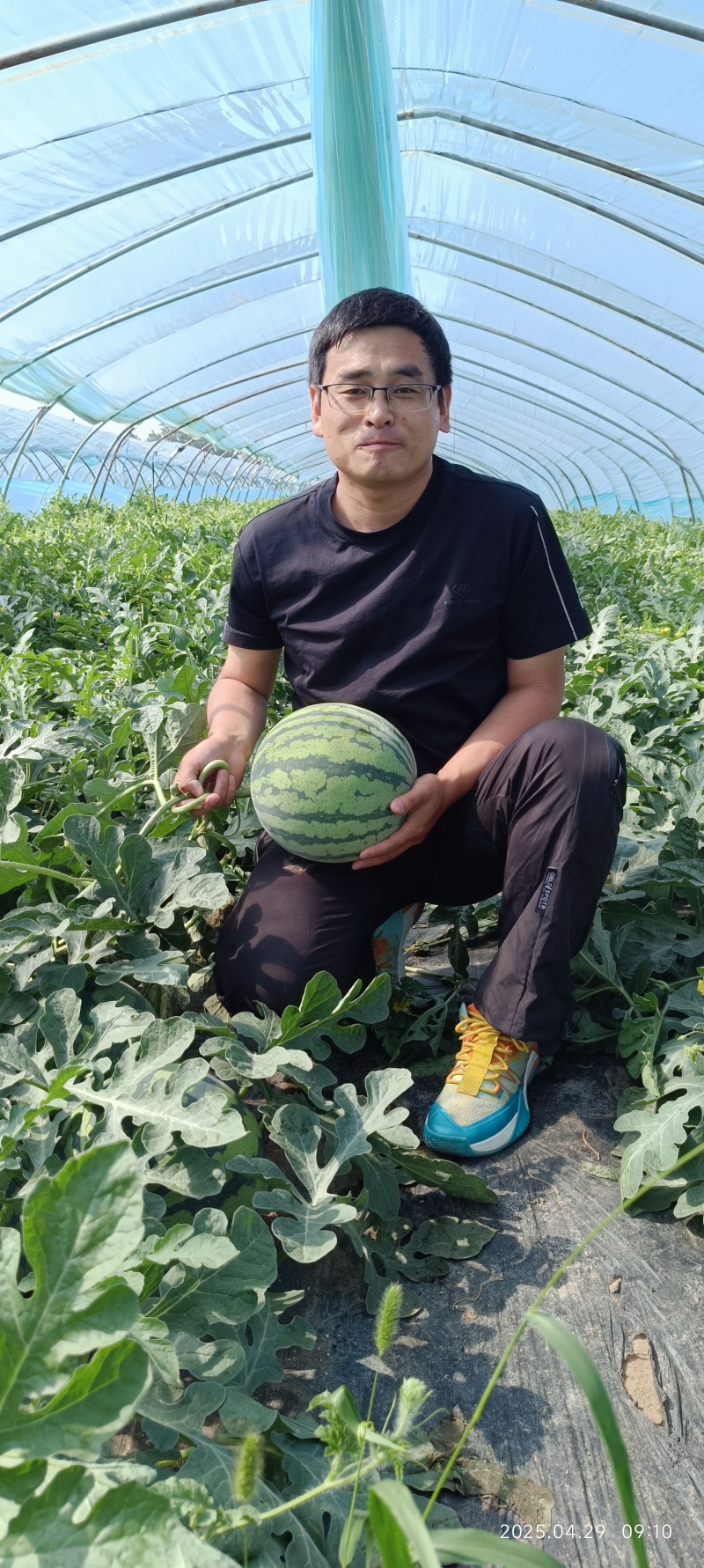 西瓜麒麟西瓜基地直发农户出货500亩大量有货