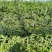 西瓜麒麟西瓜基地直发农户出货500亩大量有货
