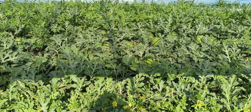 西瓜麒麟西瓜基地直发农户出货500亩大量有货
