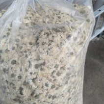 七月菊精品