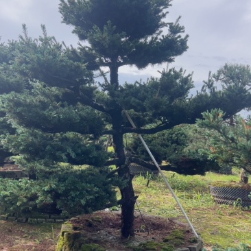 奉新县邹家苗圃五针松造型10一20公分欢迎咨询了解
