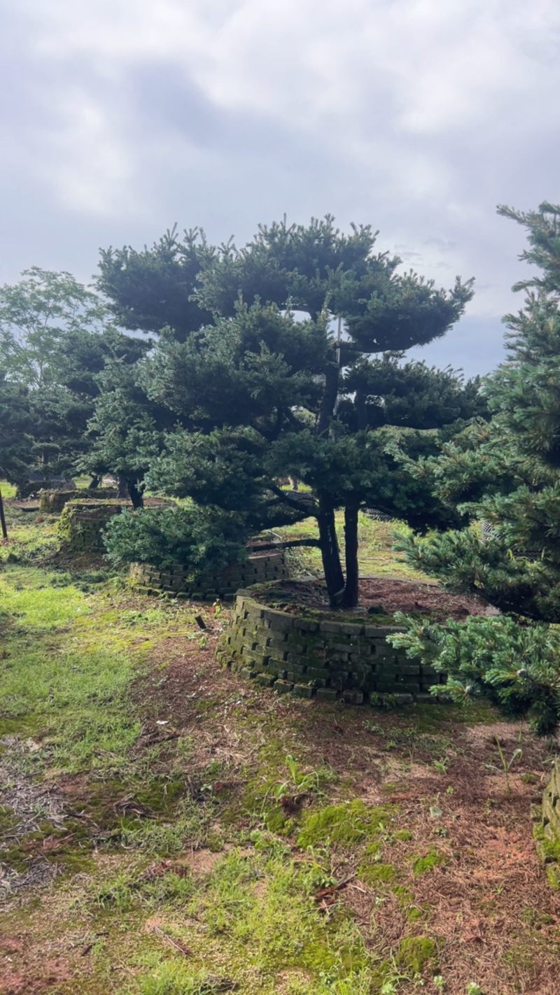 奉新县邹家苗圃五针松造型10一20公分欢迎咨询了解