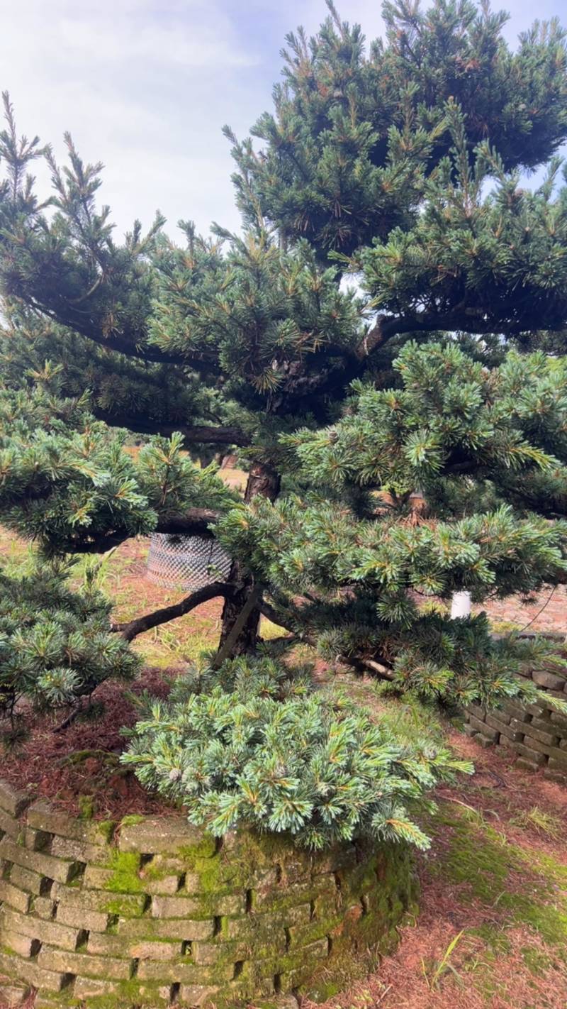 奉新县邹家苗圃五针松造型10一20公分欢迎咨询了解