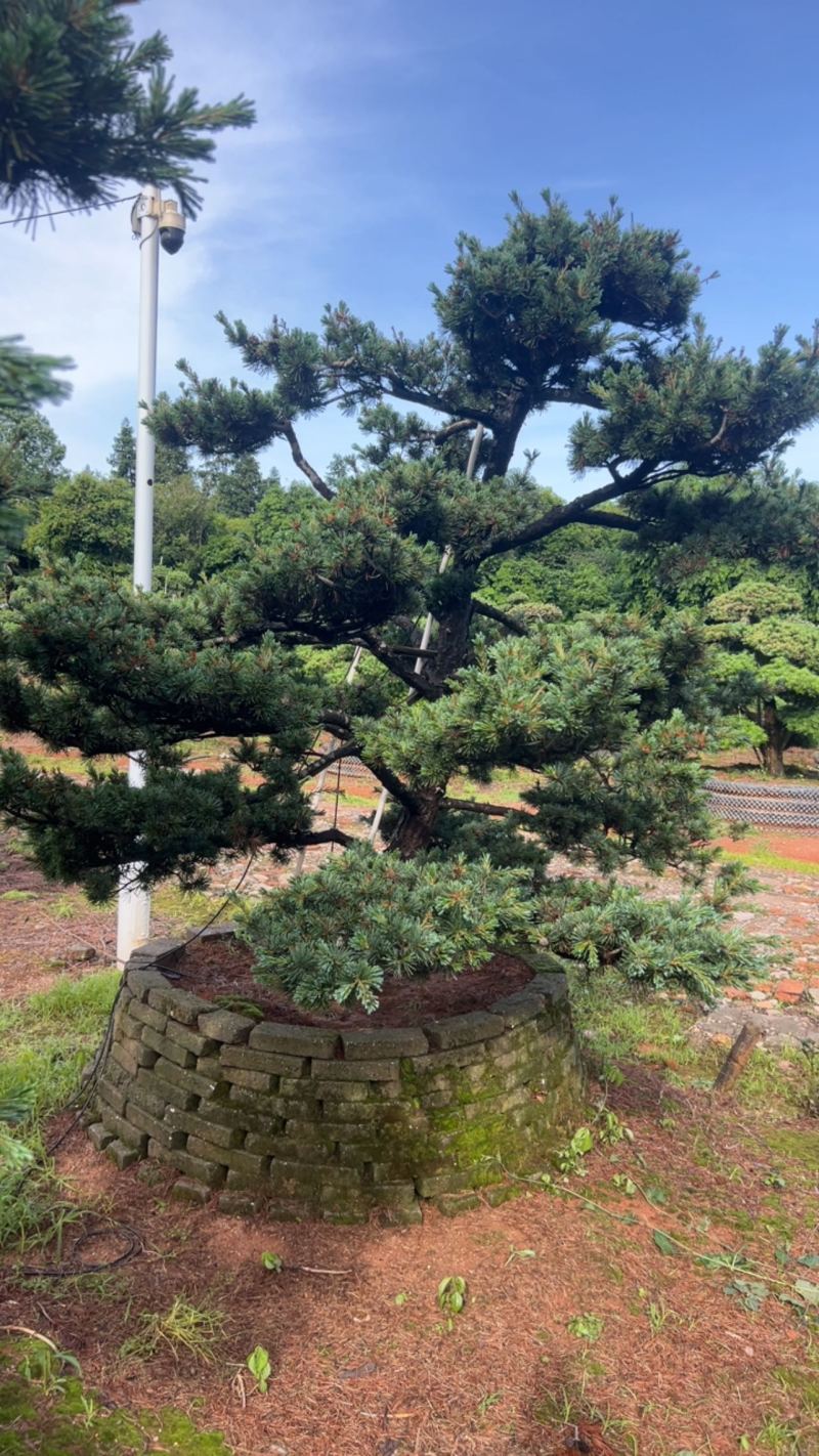 奉新县邹家苗圃五针松造型10一20公分欢迎咨询了解