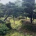 奉新县邹家苗圃五针松造型10一20公分欢迎咨询了解