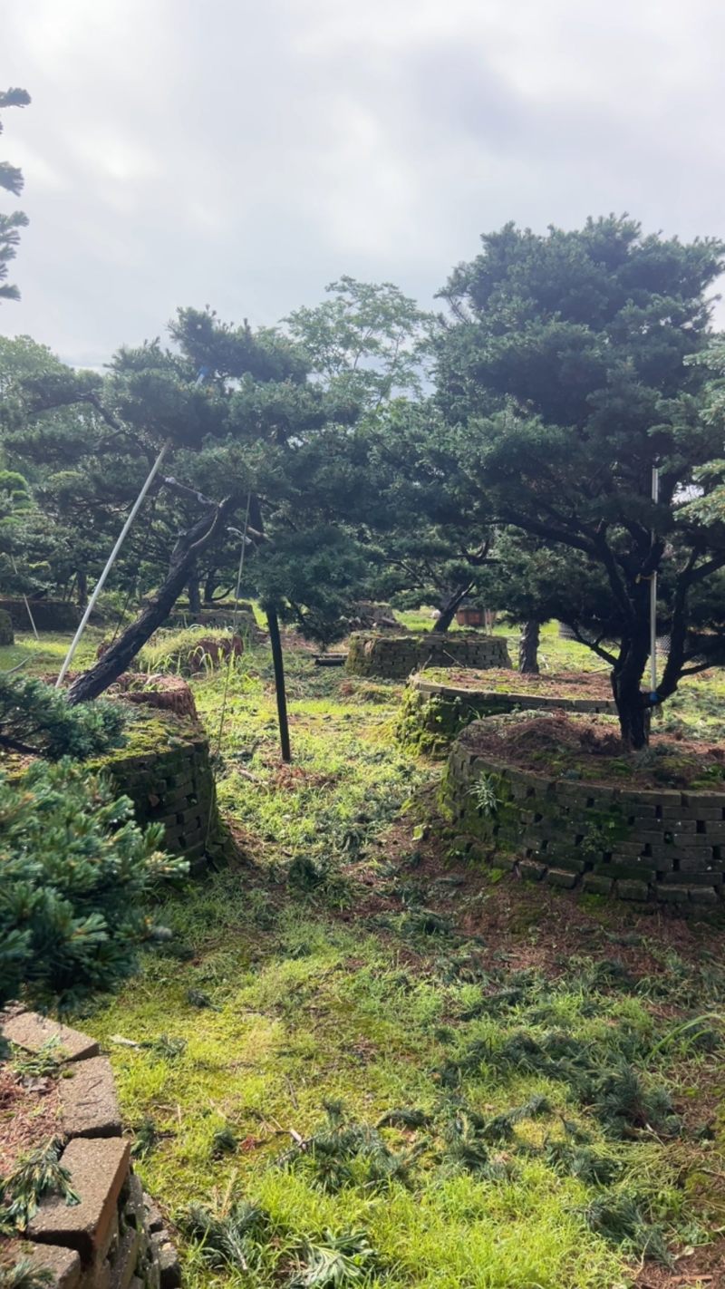 奉新县邹家苗圃五针松造型10一20公分欢迎咨询了解