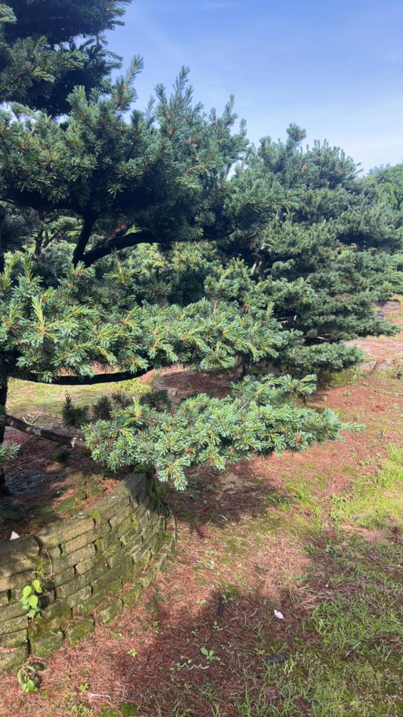 奉新县邹家苗圃五针松造型10一20公分欢迎咨询了解